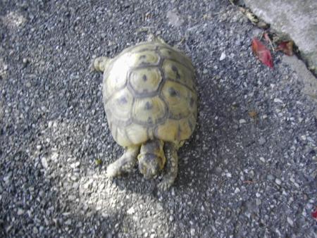 LA TORTUE