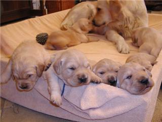 ILS ONT BESOIN DE VOUS ,ILS CHERCHE UN FOYER des adorables chiots gratuitement